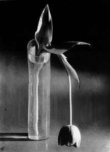 Image description is not available for 2014.031